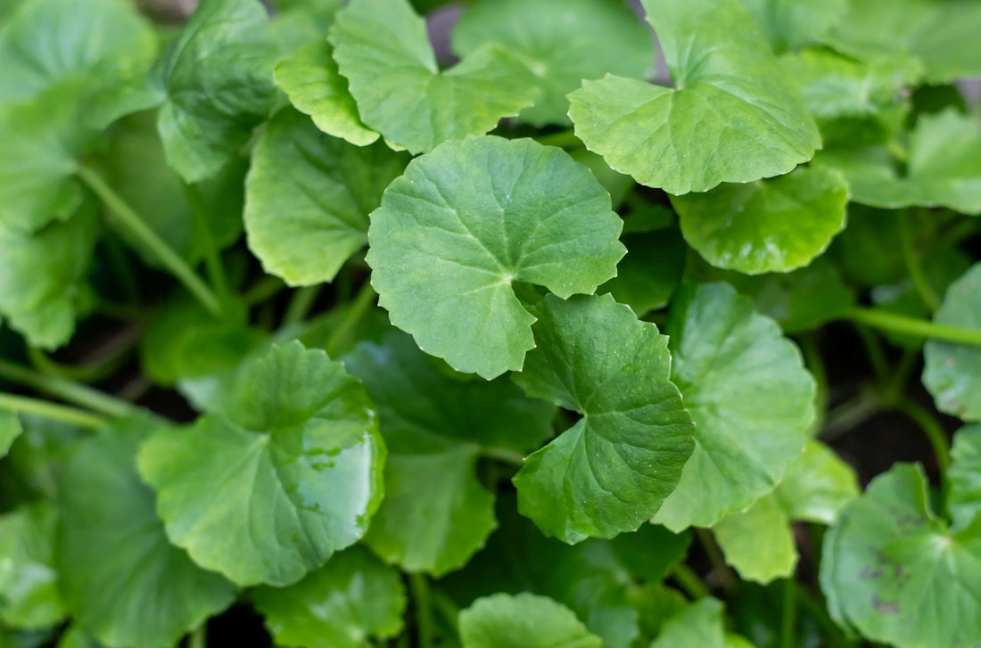 Centella Asiatica : cet actif végétal apaisant est-il sans danger pour votre peau ?